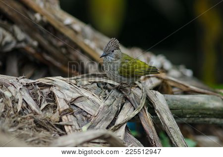 Mountain Bulbul ( Ixos Mcclellandii ) In Nature