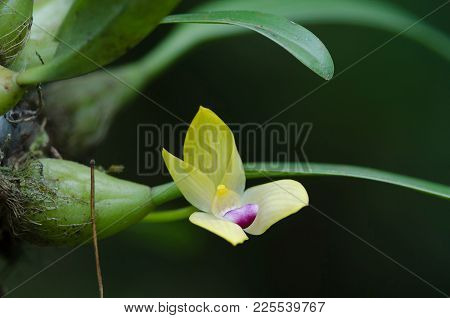 Rare Species Wild Orchids Bulbophyllum Sillenianum