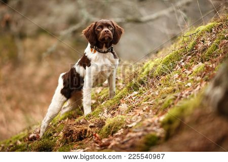 Hunting Dog Epagneul Breton On The Hunt In A Beautiful Forest