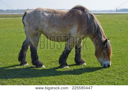 Portrait Of Ardennes Horse, Close Up Animal.
