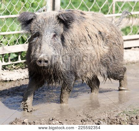 Wild Boar In The Mud In The Zoo .
