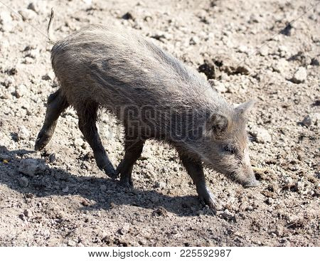 Wild Boar In The Mud In The Zoo .