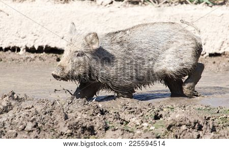 Wild Boar In The Mud In The Zoo .