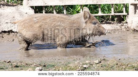 Wild Boar In The Mud In The Zoo .