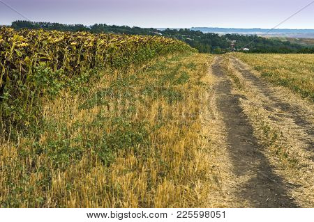 Late Summer In The Rural Moldavia, In The North East Of Romania. Fields Of Dry Sunflower
