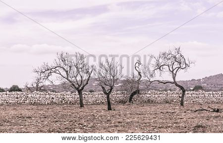 Four Almond Trees On Red Earth And With Drystone Wall Outside Santanyi, Mallorca In October. Mallorc