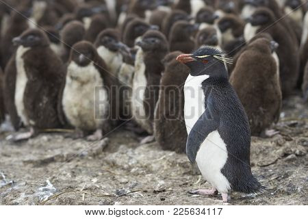 Rockhopper Penguin Chicks (eudyptes Chrysocome) Huddle Together In A Creche On Bleaker Island In The