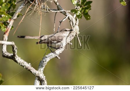 Common Mockingbird Mimus Polyglottos