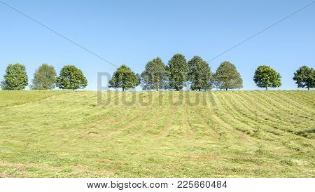 Sunny Scenery Showing A Hayfield With Fruit Trees At Spring Time In Hohenlohe, A Area In Southern Ge