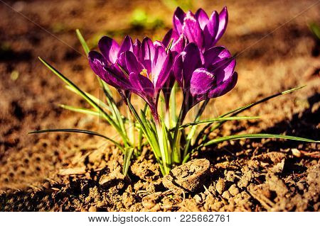 Cousteau Small Purple Crocus Flowers Closeup With Brown Earth