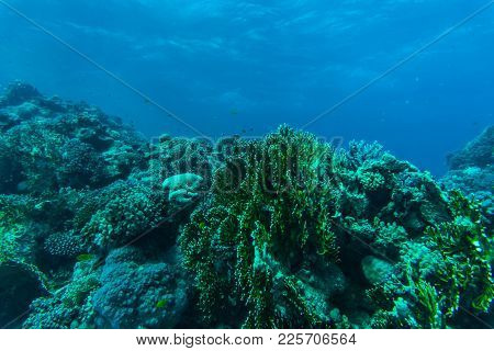 Tropical Coral Reef And Fishes, Marine Life. Sea Or Ocean Underwater.