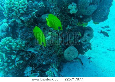 Coral Reef Scene With Red Sea Raccoon Butterflyfishes Underwater