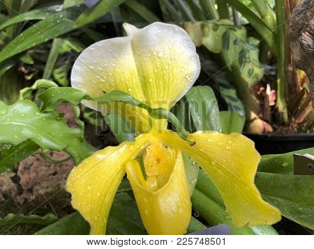 Orchid Yellow Paphiopedilum Orryon