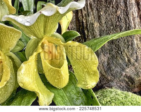 Orchid Yellow Paphiopedilum Orryon