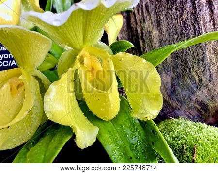 Orchid Yellow Paphiopedilum Orryon