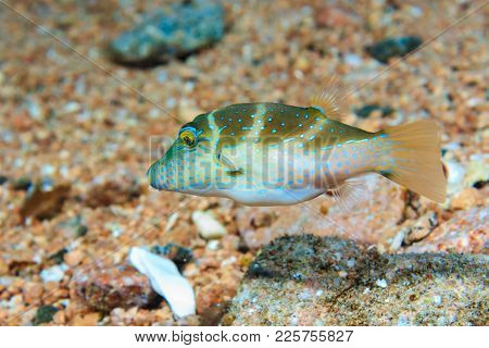 Pygmy Toby. Fishes Of The Red Sea.