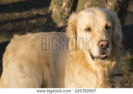 Golden Retriever Dog Walking Outdoos. Beautiful Animal Closeup Portrait Over Natural Background. Adu