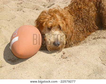 ビーチの犬
