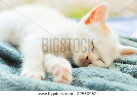 Cute White Siamese Kitten Sitting On Blue Carpet And Soft Blue Wall Background.picture For Website,m