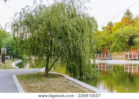 Weeping Willow In Dobrich Park With Branches In The Lake Water