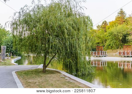 Weeping Willow In Dobrich Park With Branches In The Lake Water