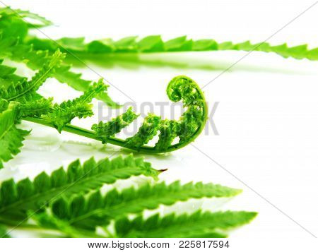 Green Fern Leaves On White Background