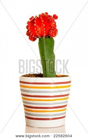 Kaktus på en hvid baggrund. Gymnocalycium mihanovichii - variegata