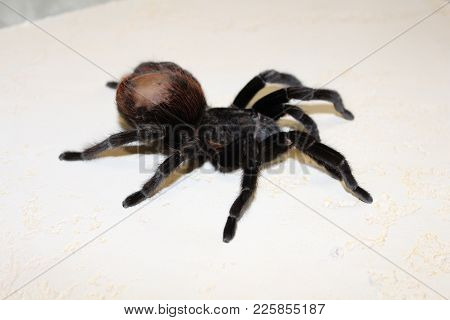 Tarantula Sits On A Beautiful Background