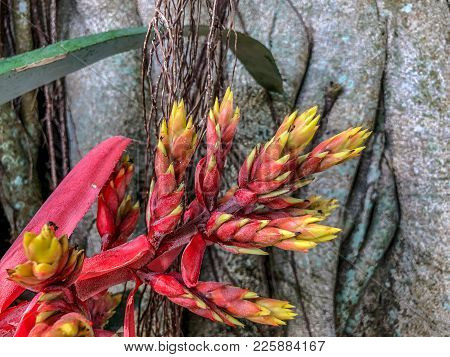 Aechmea Chantinii - A Tropical Flower