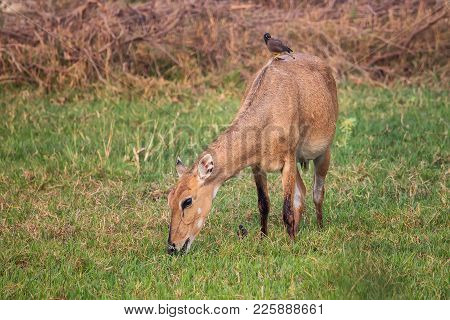 Female Nilgai With Brahminy Myna Sitting On Her In Keoladeo National Park, Bharatpur, India. Nilgai 