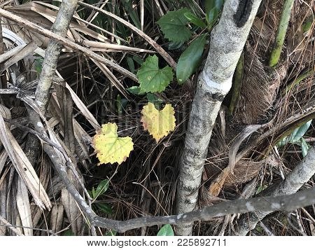 Yellow And Brown Leaves Of A Grape Vine Which Are Shaped Like A Heart