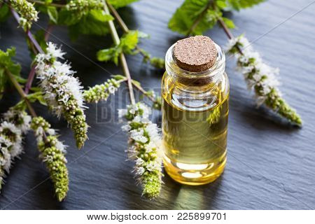 A Bottle Of Peppermint Essential Oil With Blooming Peppermint Twigs In The Background
