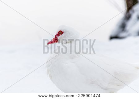 Muscovy Duck On The Snow Near Frozen Water