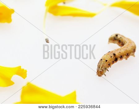 Brown And Black Worm Or Caterpillar With Petals Of Yellow Marigold Flower In Background, Which Eat G