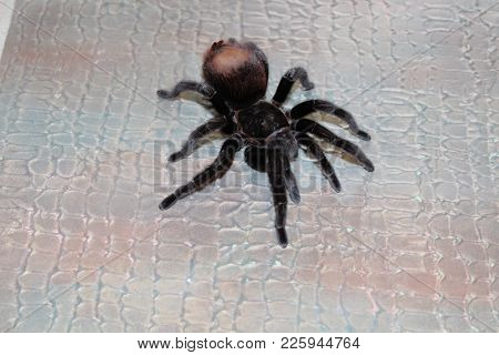 Spider Brachypelma Albopilosum In Natural Forest Environment.