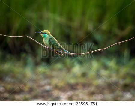 A Green Bee-eater (merops Orientalis) Sitting On A Wire On A Cold Winter Morning