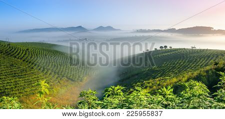 Morning At The Tea Plantation