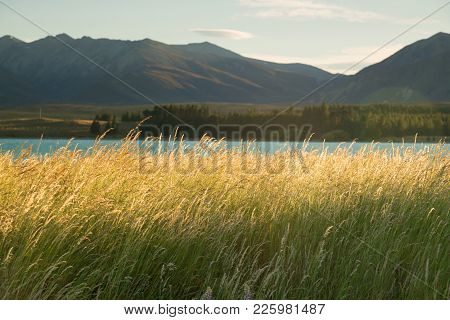 Lotus Flower Slective Focus, Natural Landscape Background