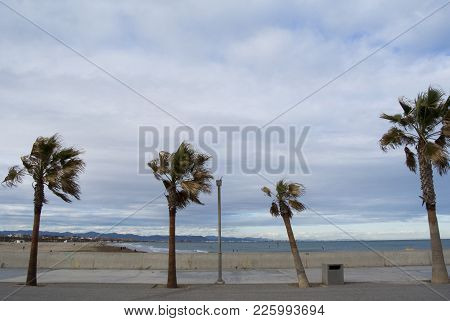 Palm Trees In The Beach Of Valencia, Spain. Panorama Of Cloudy Beach With Waves Of The Sea. Empty Sp