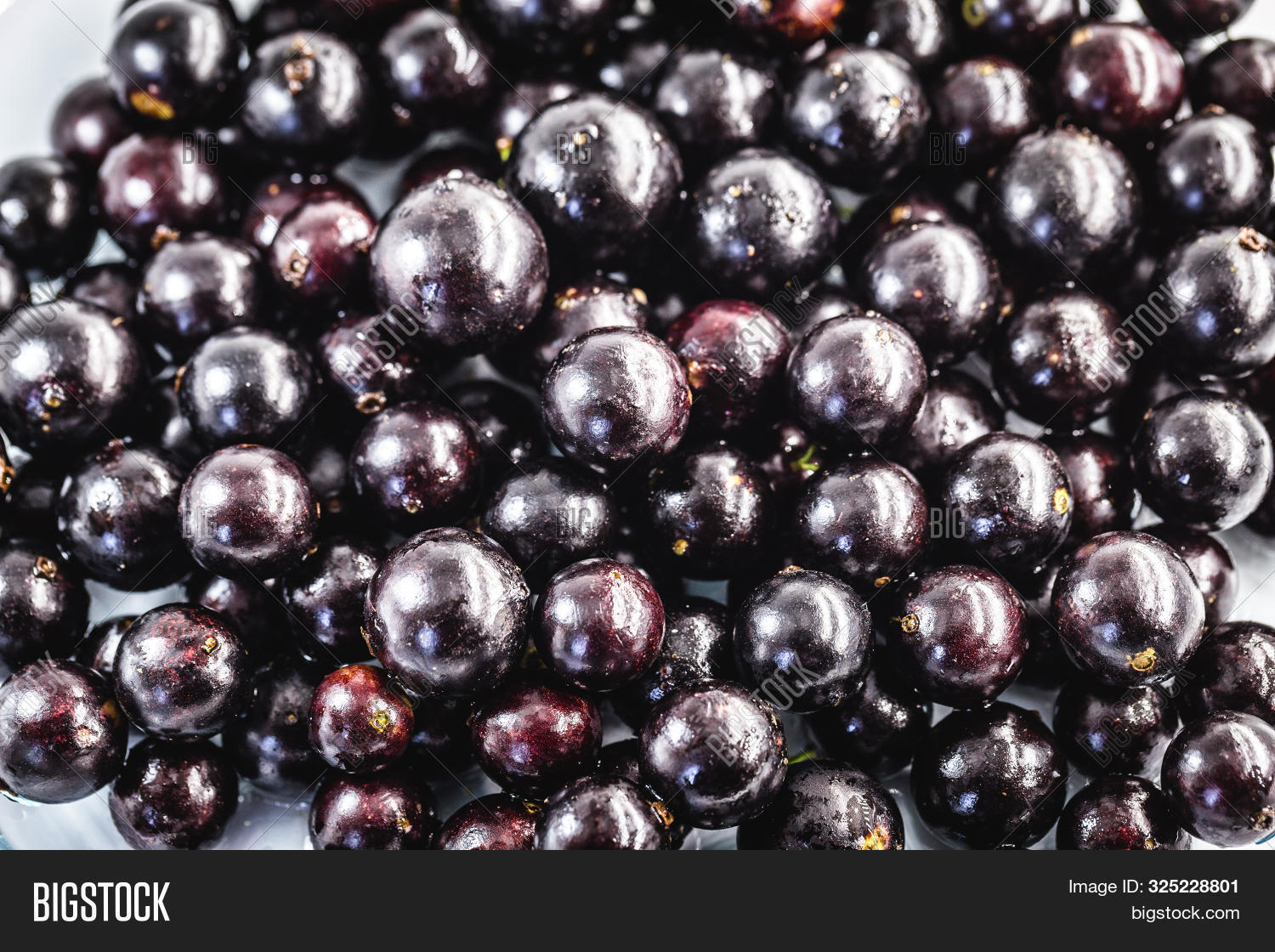 Jabuticaba Jaboticaba Image & Photo (Free Trial) Bigstock