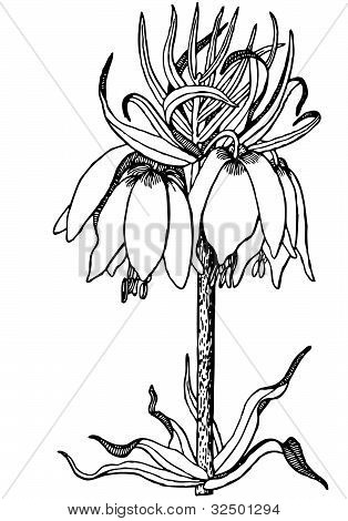Bitki Fritillaria imperialis