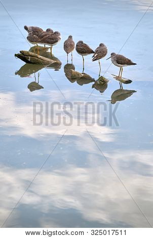 Lesser Yellowlegs On The River. Lesser Yellowleg Sandpipers Rest On A Floating Log.