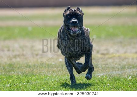 Large Brindle Colored Image Photo Free Trial Bigstock