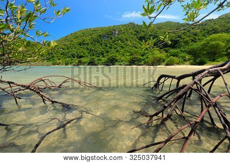 Mangrove tree in sea water over idyllic beach landscape, Thailand