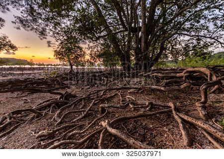 Huge mangrove tree with very long messy roots at dusk, Thailand