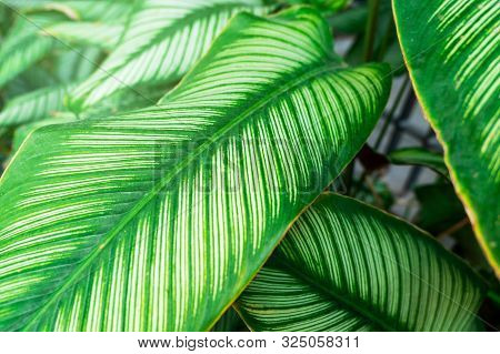 Closeup Green Leaf Nature For Background . Greenery Tree Leaves.