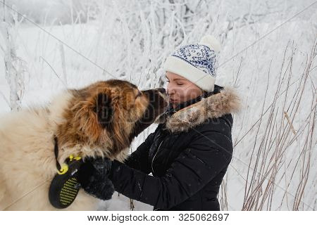 Cheerful Young Woman Having Fun With Caucasian Shepherd Dog On Snow-covered Field In Frosty Winter D