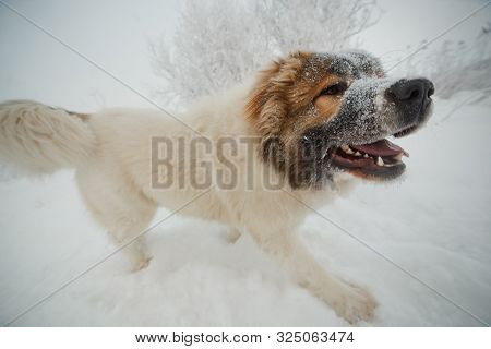 Playful Young Caucasian Shepherd Dog Having Fun On Snow-covered Field In Frosty Winter Day