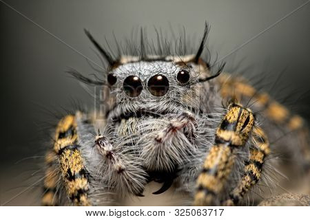Closeup of a female Phidippus mystaceus jumping spider