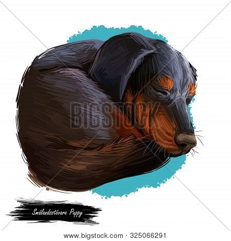 Smalandsstovare Smaland Dog Swedish Breed Of Dog Digital Art. Watercolor Portrait Of Pet Muzzle Clos